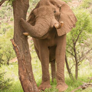 Do Elephants Sleep Standing Up