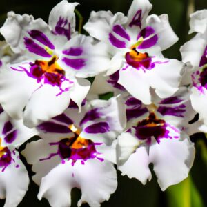 Do Peacock Orchids Multiply