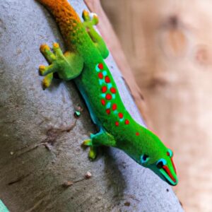 How Much Is A Gecko Lizard